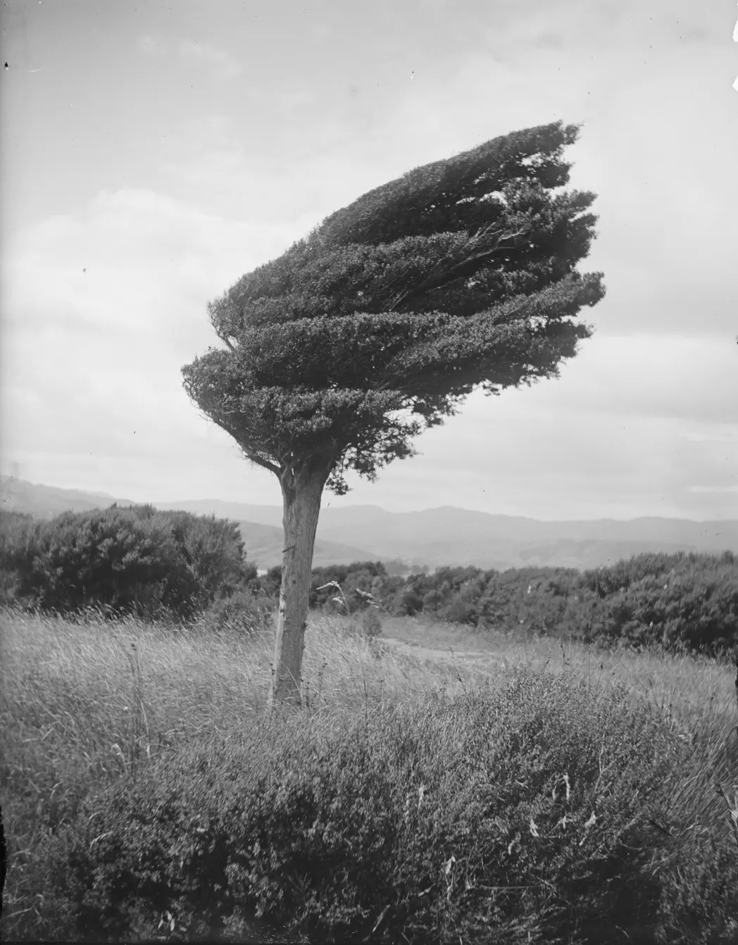 Kleiner Totora-Baum auf dem Bergrücken oberhalb von Long Point